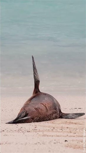 Galápagos: The Living Legacy of the Enchanted Isles 🐢🌋