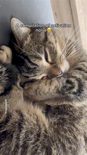 Cat activation sound🔊 #cat #funnycat #cutecat | Ringodanyan