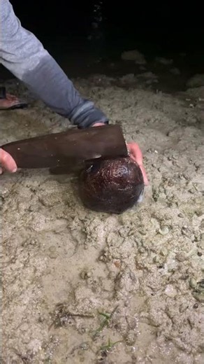 Amazing Night Fishing! Giant Sea Creature Caught by Hand 😱🌊 | Fishing Adventure