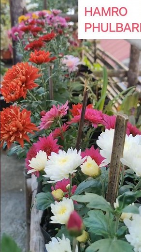 Essential Tips for Chrysanthemum Plant Care During Flowering | #shorts