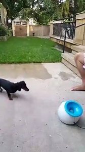 We love getting videos of your dog enjoying their iFetch! Share a video of your dog during playtime with us, and you could see it featured here. Thanks to Stefanie Morrissey for this clip! | iFetch