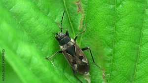 Fly Diptera Stratiomyidae soldier flies sitting on green flower. Soldier flies, are a family of flies (historically placed in the now-obsolete group Orthorrhapha)