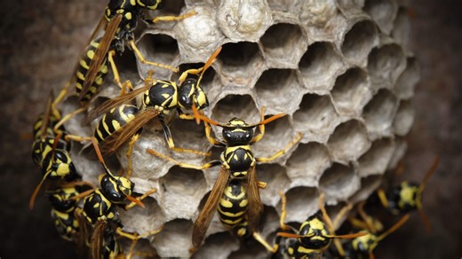 Warning to Brits over explosion of WASPS as population soars