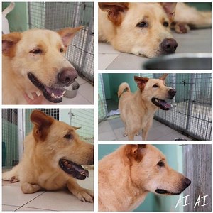 11 days to our Adoption & Rescue Centre's Open House! Ai Ai is a gentle giant, who will always be excited to see you once he warms up to you. He loves lying down waiting for pets and is extremely affectionate. Come and meet Ai Ai and more than 80 other dogs at ASD's Adoption & Rescue Centre’s Open House happening on 15 September. See you there! | Action for Singapore Dogs (ASD)