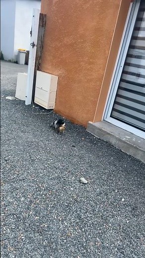 bébé chaton très drôle 🤪🤪🤪🤪🤪🤪🤪🤪🤪🤪🤪🤪