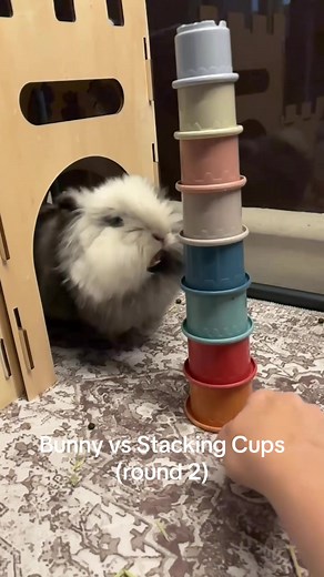 Bunny vs Stacking Cups: Daphne's Adorable Triumph