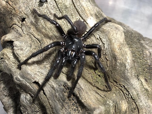 Meet the impressive Newcastle Big Boy spider