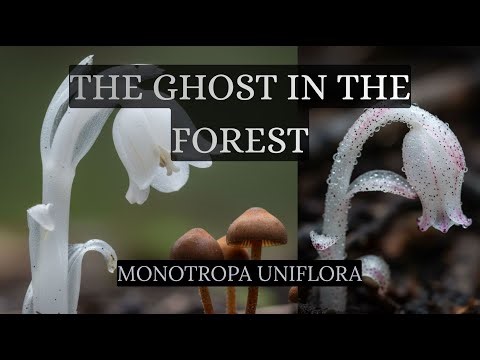 The Ghost in the Forest
