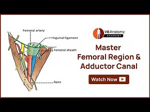 Master the Femoral Region & Adductor Canal: Anatomy & Clinical Insights! 🩺