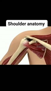 #Shoulder_Anatomy #shoulderpain #muscle #ligament #tendon #tendinitis #bursitis #rotatorcuffinjury #impingement #frozenshoulder #reelsvideoシ #fbreelsfypシ゚ #friends #support #inspiration #highlights #TopFans #engagementisthekey #StarSender #starseverywhereシ #StarsEverywhere | M.R Physiotherapy and Rehabilitation Center