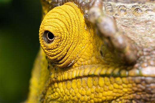 150+ Lizard and Reptile Names Perfect for Your Pet