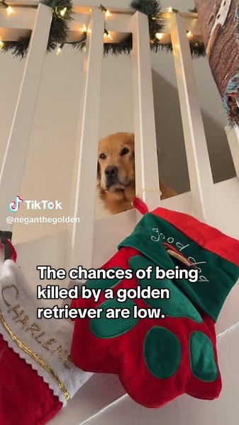 Are Golden Retrievers Good Family Pets?