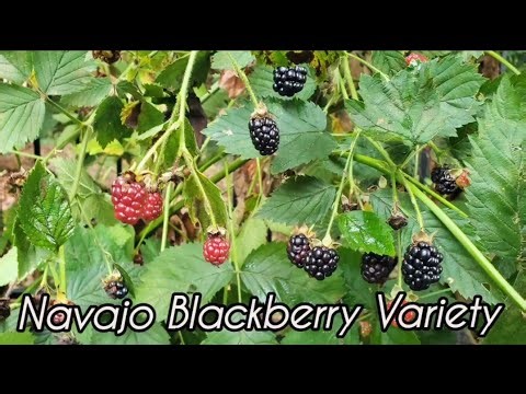 Blackberry Pruning in Early Fall or Late Winter ??