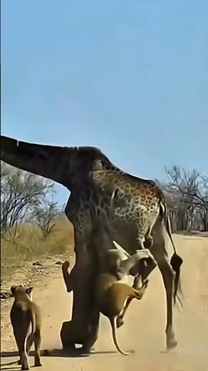 Lions vs. Giraffe: A Battle for Survival on the Savannah