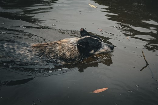 Stranded Dogs Swim to Rescuers on Paddle Boards During Hawaii's Catastrophic Flooding