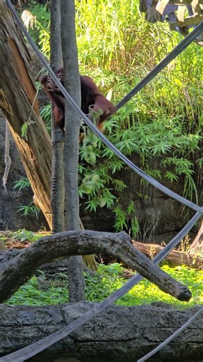 紅毛猩猩Bornean Orangutan/Taipei Zoo