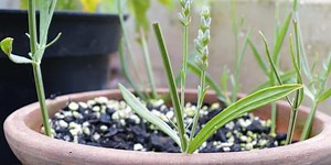 She Shows Us How Easy It Is To Propagate The Beautiful Fragrant Lavender (Watch!)