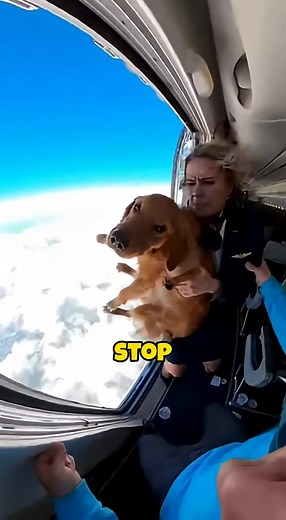 Airline staff threw my kid’s dog during the Flight #foryoupage #fyp #dogrescue #dog #plane