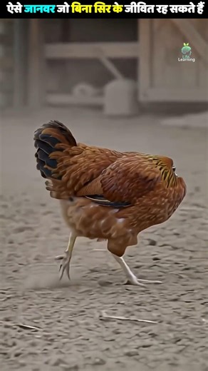 Unbelievable 😱 3 Animals That LIVE Without a HEAD! (Mike the Headless Chicken is Real)