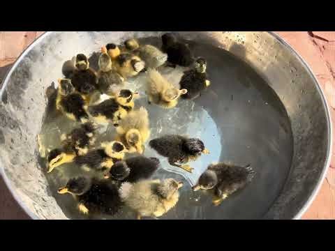 Ducklings Swimming for the First Time – Amazing Moment 🦆💦