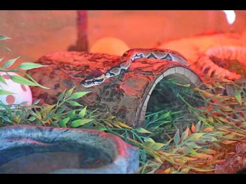 Curious Creatures - Wild In Nature: Ball Pythons