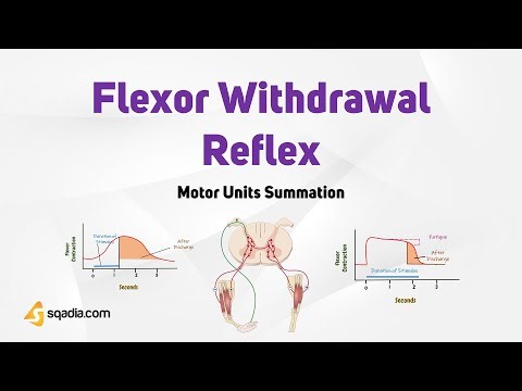 Motor Units Summation | Flexor Withdrawal Reflex