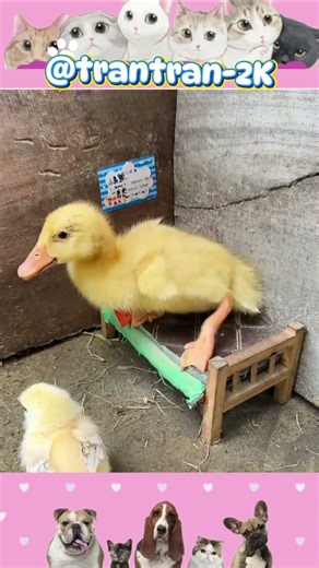 When chickens become unwilling accomplices. #trantran2k #chicken #funny #cute #shorts