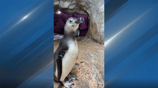 John Ball Zoo penguin named 'World's Most Popular Penguin' in international competition
