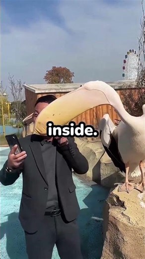 When A Bird Tries To Eat Anything