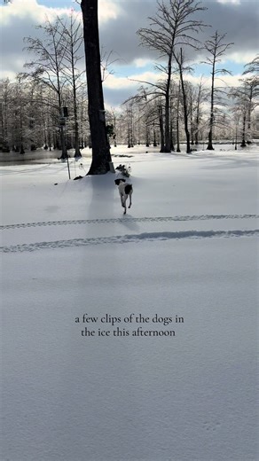 Dogs Having Fun on Ice in Louisiana