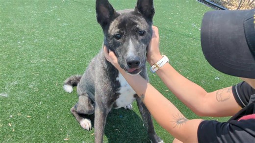 Meet long term dog Sharpay Emily, one of our amazing staff members, has a special message about this sweet girl and why she truly deserves a loving forever home! 💕 "Sharpay came to us as a playful puppy, full of energy and hope and she’s grown into an incredible dog. She’s been with us for much of her life, and while she’s made great strides, what she needs most now is a family who will love her for the amazing dog she is. Sharpay is driven by her love for food, making her a breeze to train and