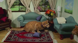 179K views · 6.6K reactions | Make your house a home--adopt! Kittens via Animal Care & Control of NYC (AC&C). | Petfinder.com | Facebook