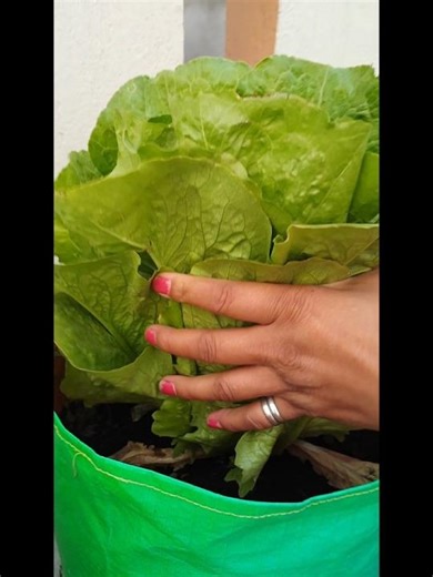 Mere kitchen Garden ki Fresh Napa Cabbage harvesting #youtubeshorts #trending #homemadebiscuits