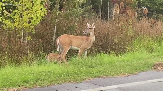 Tennessee hunters can bait deer on private land from 2026 with a new license. Stay informed on drone use rules amid recent hunting law changes. | FOX54 News Huntsville