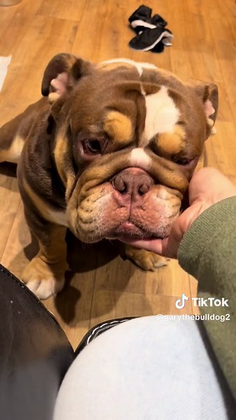 Adorable English Bulldog Gary's Sad Eyes - Cute and Funny Moments