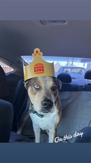 There’s so much dog hair in the car and then I remember that is the point #rescuedog #furbaby #onthisday #carrides #unapologeticallycassie