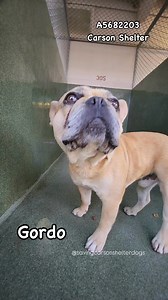 18K views · 1.5K reactions | A5682203 ✰ GORDO -2/27/25-OWNER...
