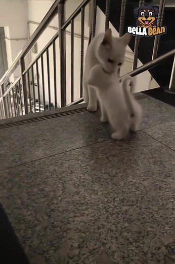 Cute Cat With Mother #catvideo | Bella Bean