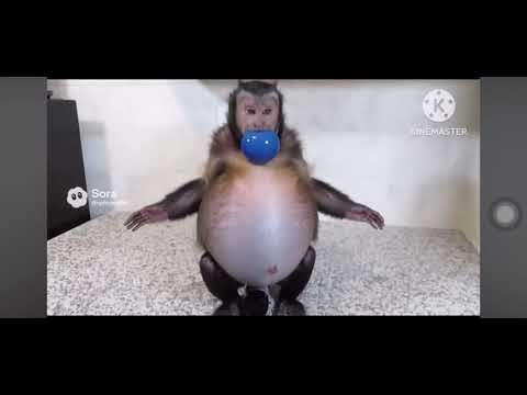 All monkey blueberry inflation by ryderjay(DO NOT HATE)Sora 2