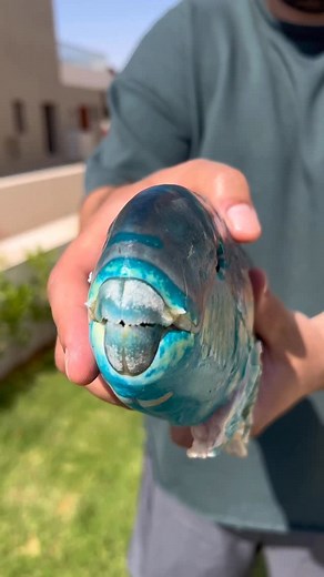 Ramez Andrea on Instagram: "Parrot fish "