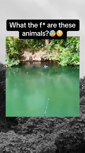 5.7K views · 73 reactions | What the hell are these animals? #ghost #scary #creepy #fblifestyle #scaryvideos | Hauntingfacts | Facebook