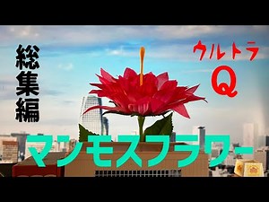 ウルトラＱ「マンモスフラワー」総集編 総天然色版