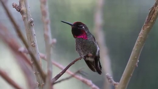 Arizona Sonora Desert Museum. Hummingbird Exhibit.