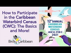 How to Participate in the Caribbean Waterbird Census: The Basics and More!