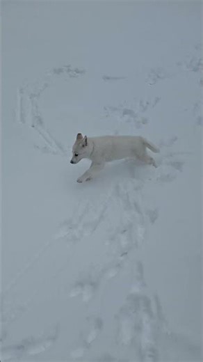 Leo stretching his leg on snow #snow #stretching #running #pomsky #leo #puppylove #furbaby #cute