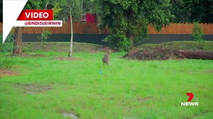 Visitors to the Sunshine Coast will be able to connect with nature and sleep among the wildlife. Australia Zoo has revealed its new luxury lodge is ready to welcome guests realising Steve Irwin's long-time dream. 7NEWS at 6pm. More local news: 7news.com.au/news/qld #7NEWS | 7NEWS Sunshine Coast