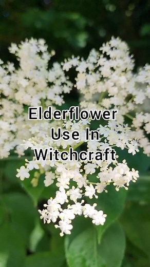 Exploring the Magical Uses of Elderflower in Witchcraft