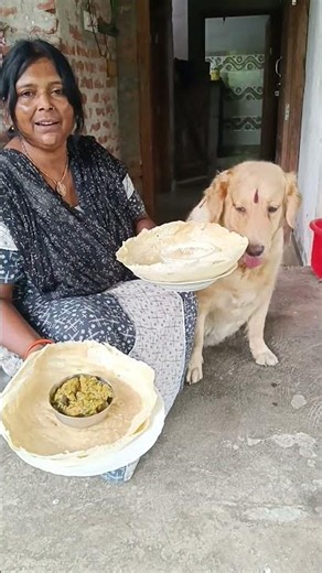 # mummy bahut testi # My dog Teed ❤️ # golden retriever dog 🐕#