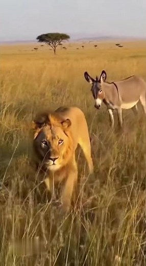 This Lion Got The Surprise Of Its Life!