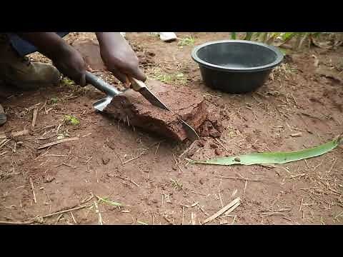 (S4A Sampling Protocol) 5: Collecting Soil Sample using Spade